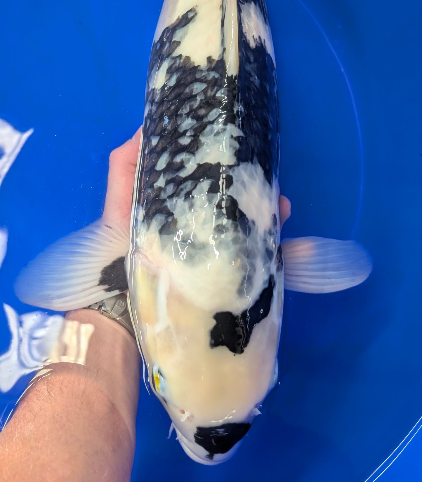 Raffle Mega Shiro Utsusri female 60cm