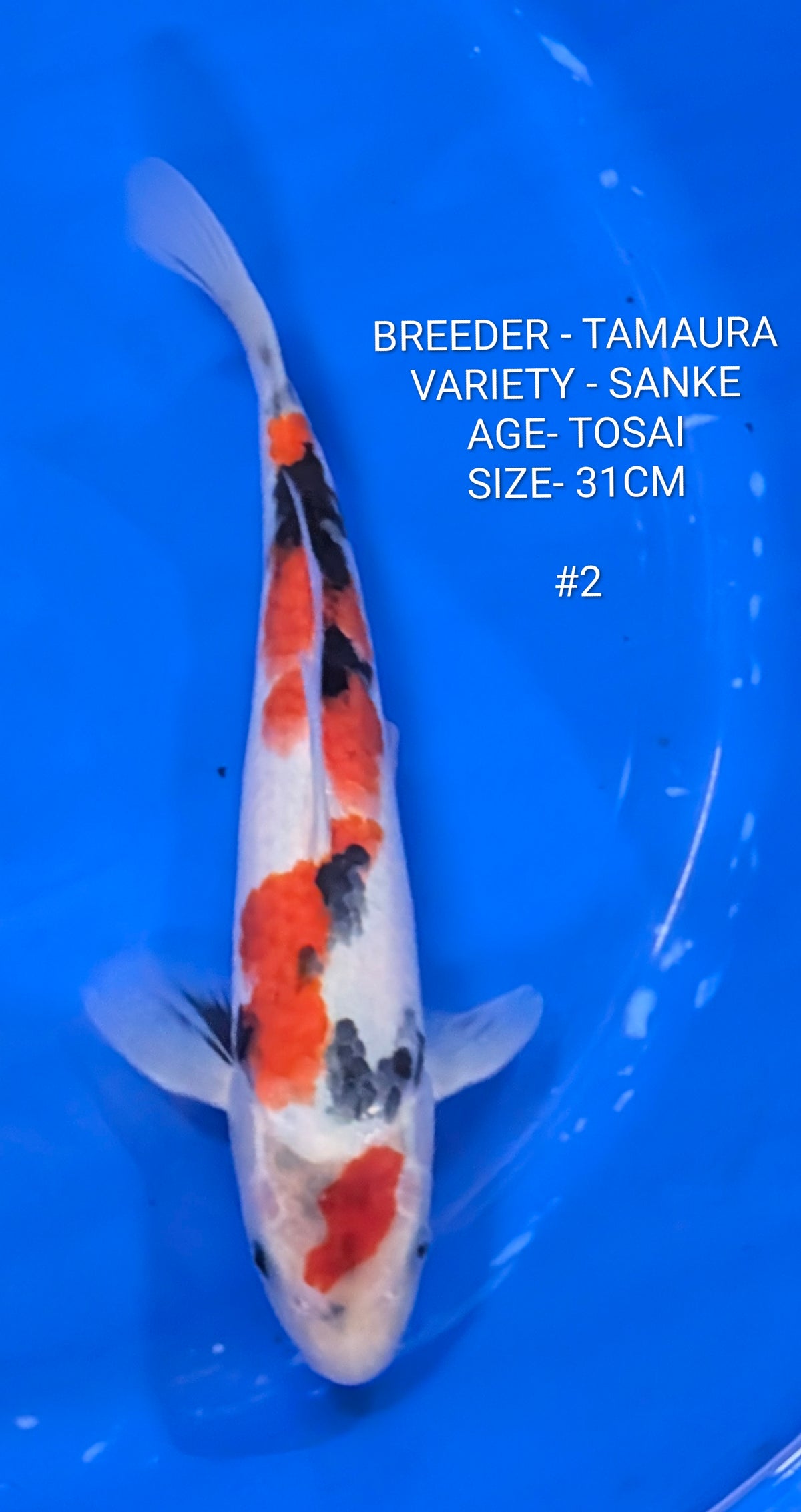 RAFFLE - TAMAURA SANKE JUMBO TOSAI