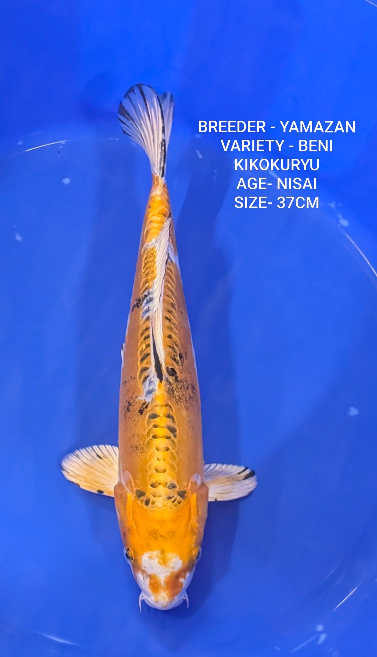 RAFFLE - YAMAZAN BENI KIKOKURYU 37CM