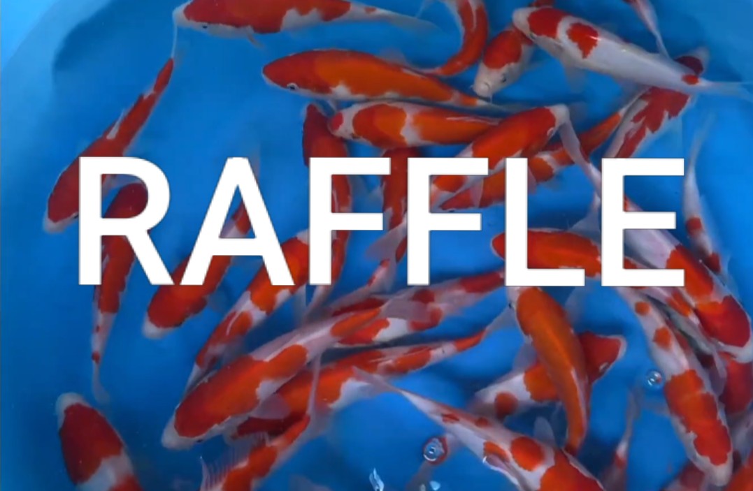 RAFFLE - 5 x DAINICHI BOTAN KOHAKU TOSAI (AVAILABLE MARCH 27)