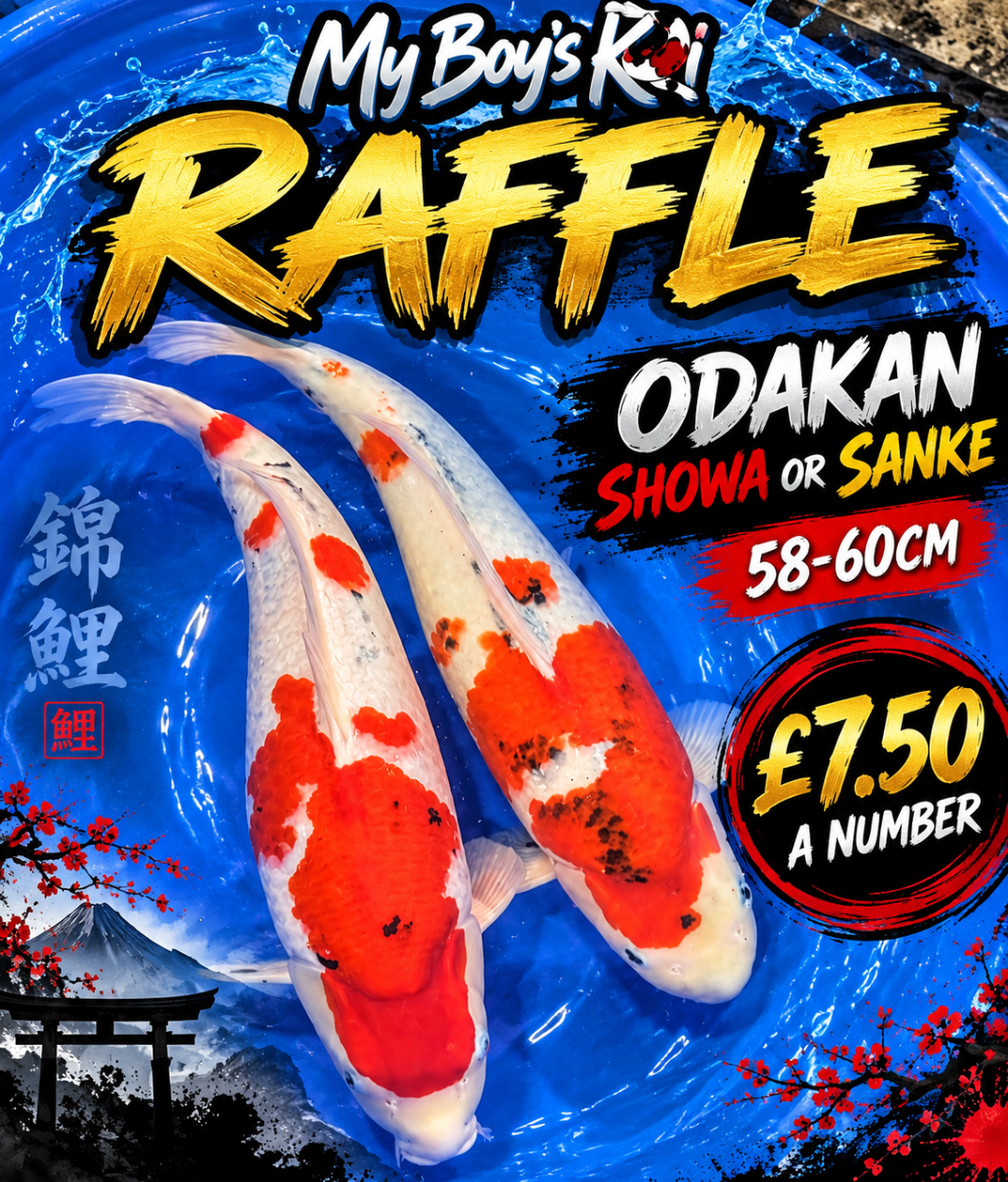 RAFFLE - ODAKAN SANKE OR SHOWA 58-60CM SANSAI