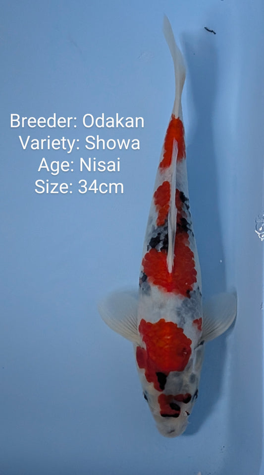 Raffle: Odakan Showa Nisai 34cm