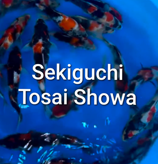 Pre-order sekiguchi Tosai showa