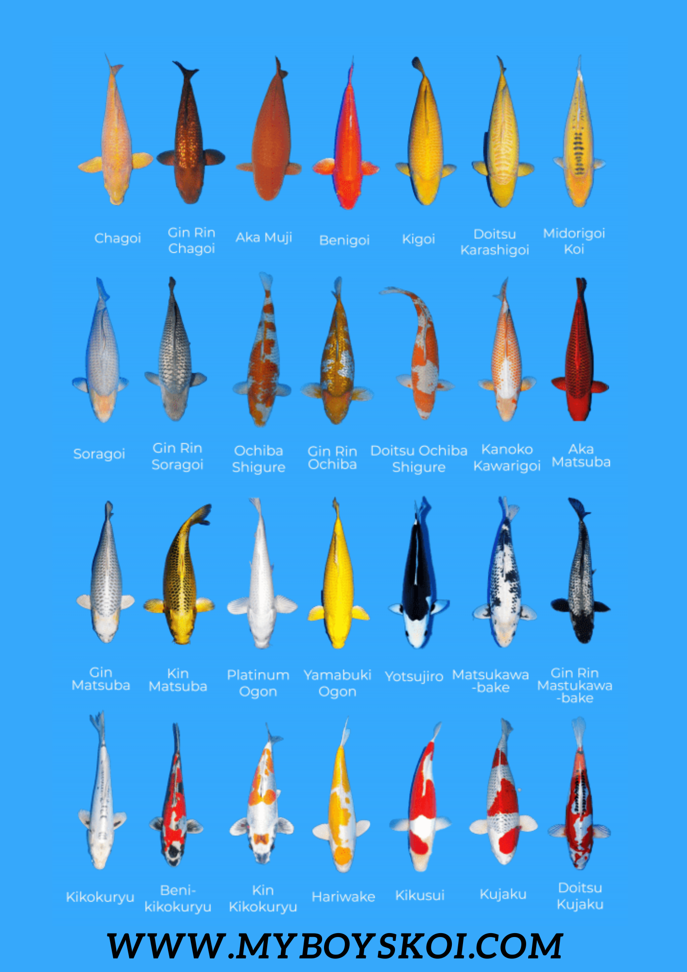 Set of A3 Koi varieties poster x3 – My Boy's Koi