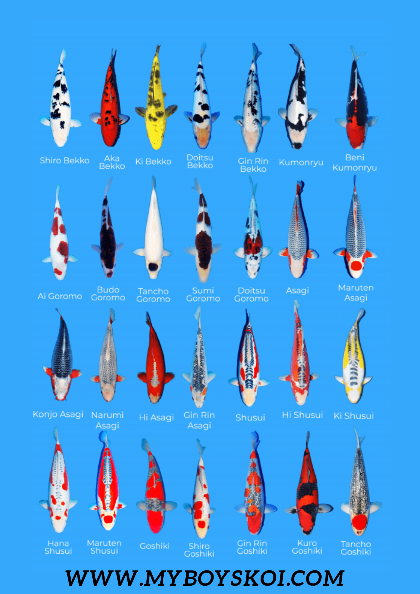 Set of A3 Koi varieties poster x3