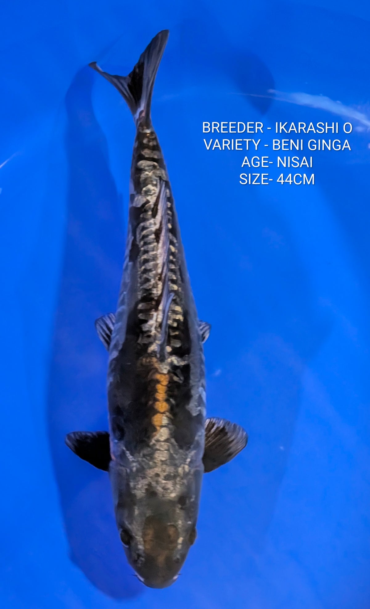 Raffle - Beni Ginga