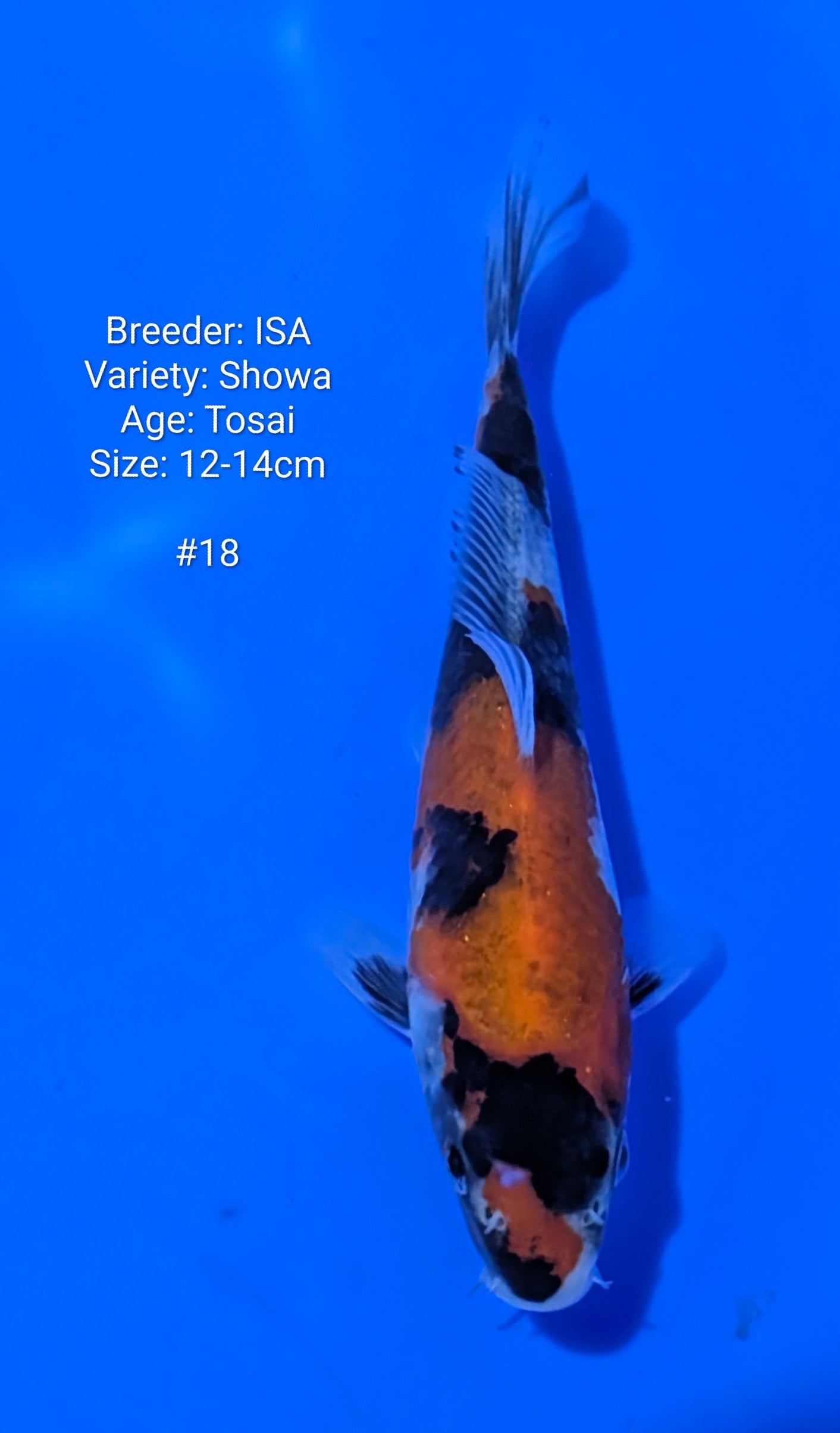 ISA SHOWA #18 Grow out