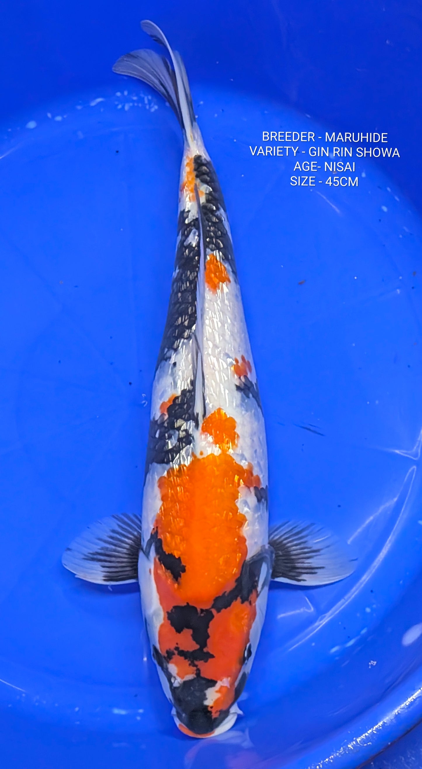 Auction GR SHOWA
