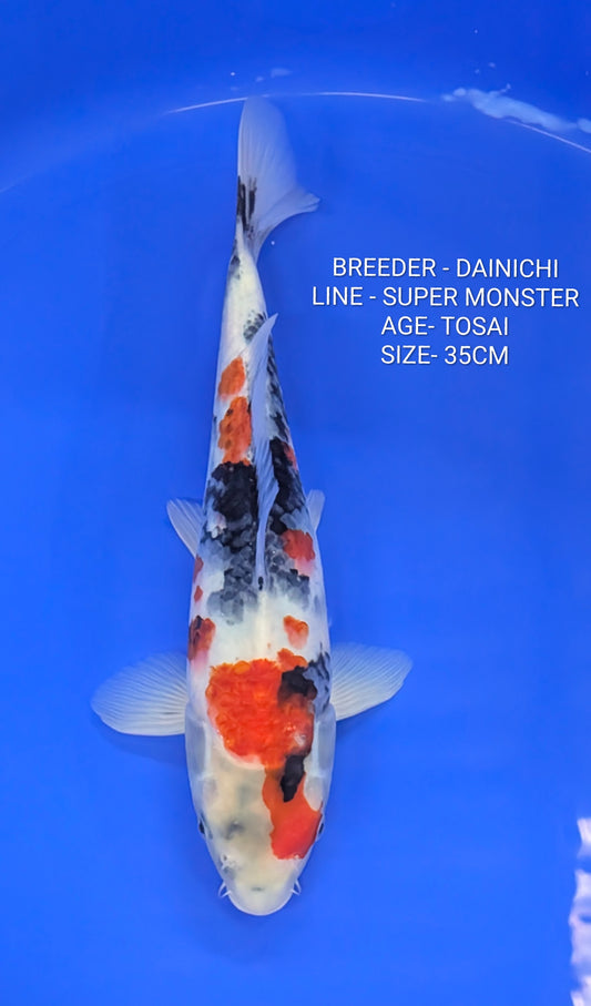 RAFFLE - DAINICHI SUPER MONSTER SHOWA
