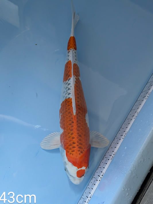 Suda Nisai Kajaku 43cm