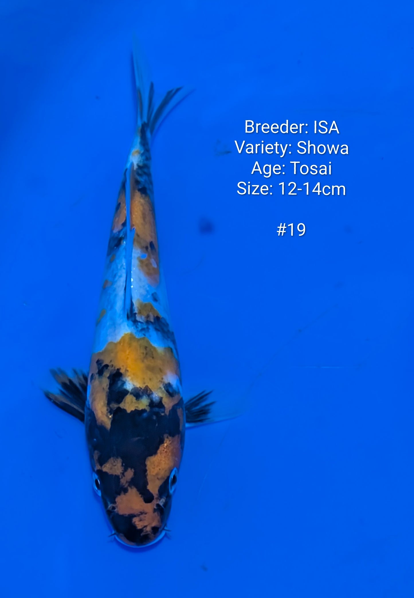 ISA SHOWA #19 Grow out