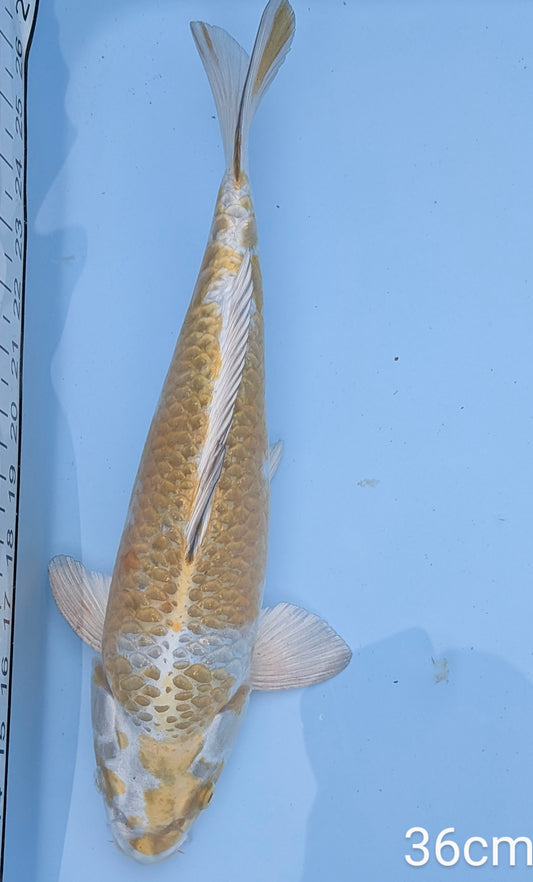 Maruhiro Kogane Ochiba 36cm Nisai