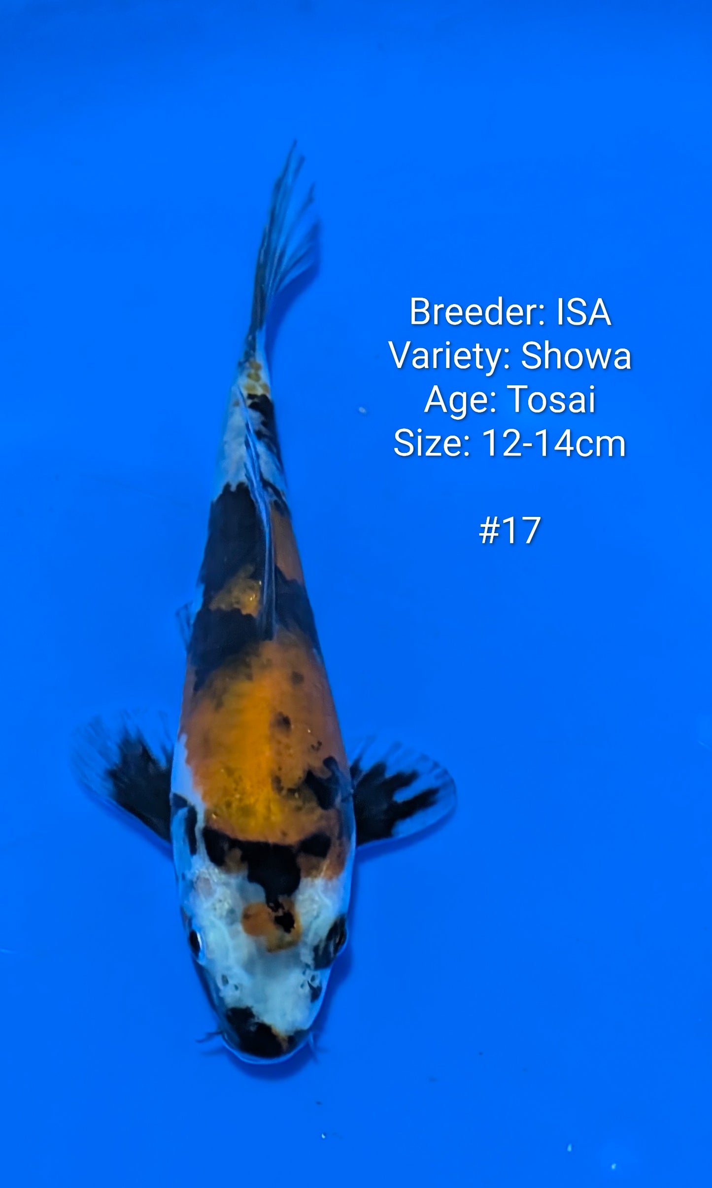 Raffle - ISA SHOWA #17 Grow out