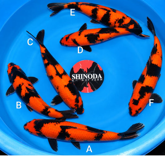 KOI B- SHINODA HI UTSURI NISAI 40-45CM ( ARRIVE IN UK NOVEMBER)