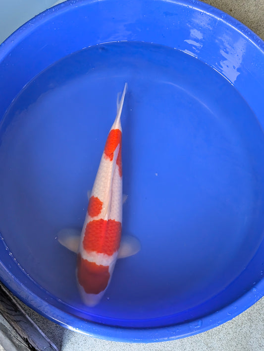 Raffle: 51cm Momotaro Kohaku Female