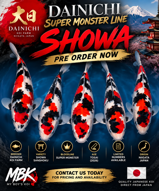 PRE ORDER - DAINICHI SUPER MONSTER TOSAI - READY FOR MARCH 2027