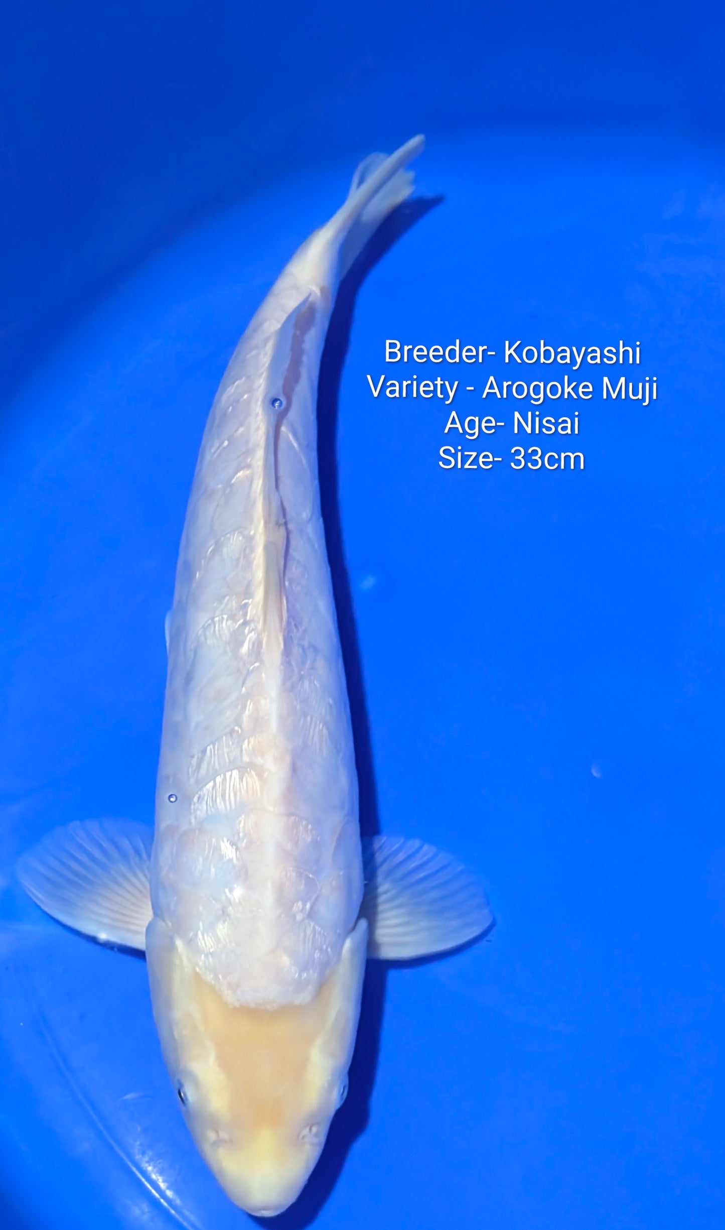 Kobayashi Arogoke Gin Rin Nisai 33cm Kobay06