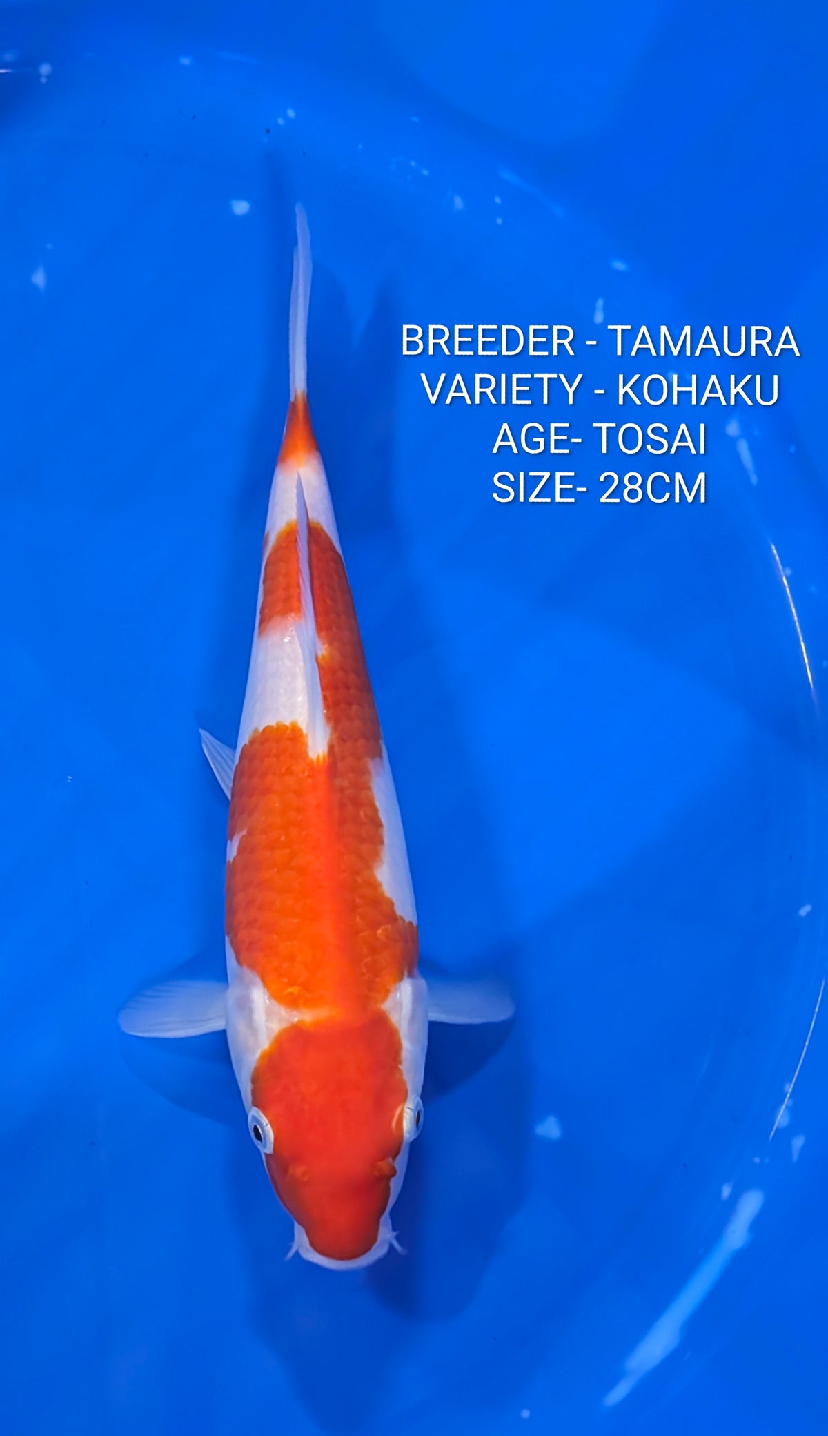 Raffle - Tamaura Kohaku