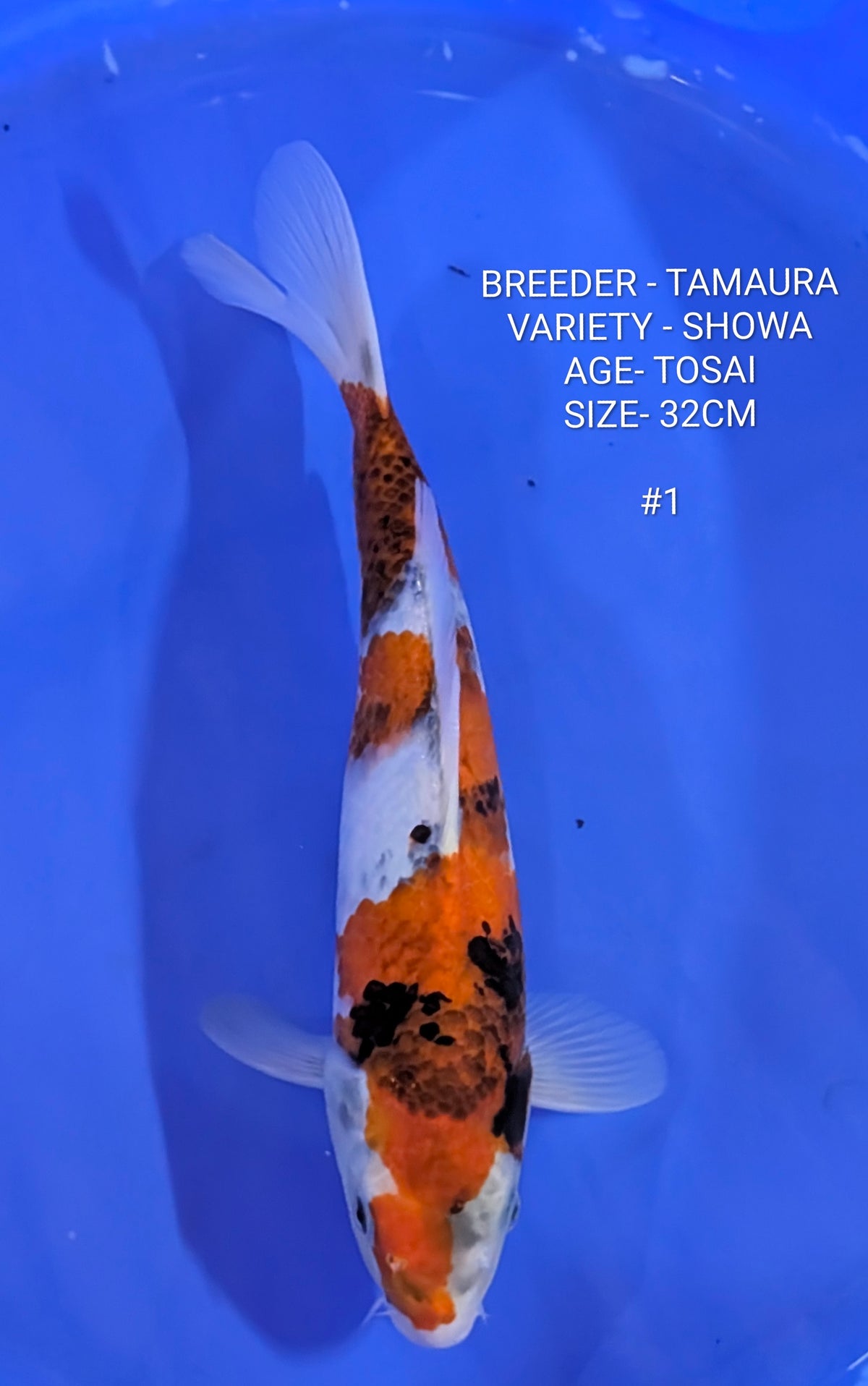 TAMAURA SHOWA JUMBO TOSAI