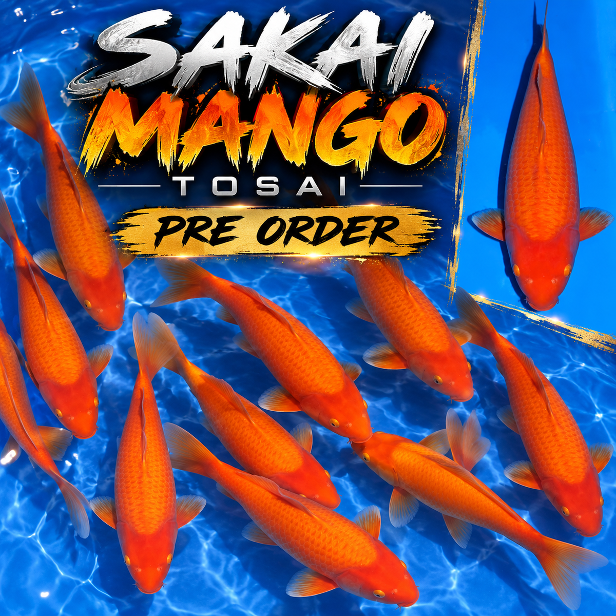 PRE ORDER - SAKAI MANGO KARASHIGOI