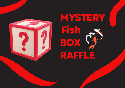 Raffle -  3 STEP KOHAKU 58-60cm