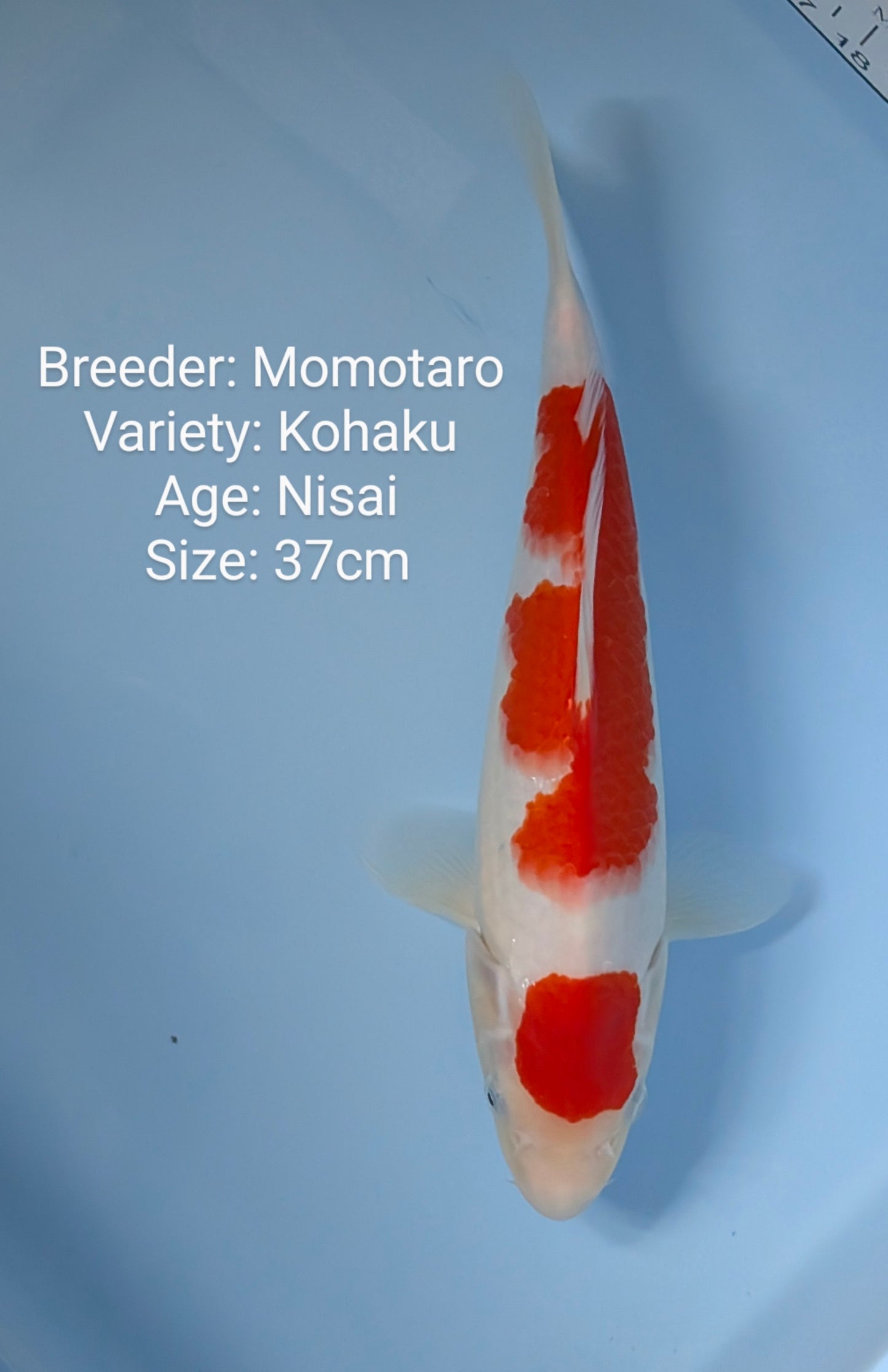 Raffle: Momotaro Maturen Kohaku Nisai 37cm....