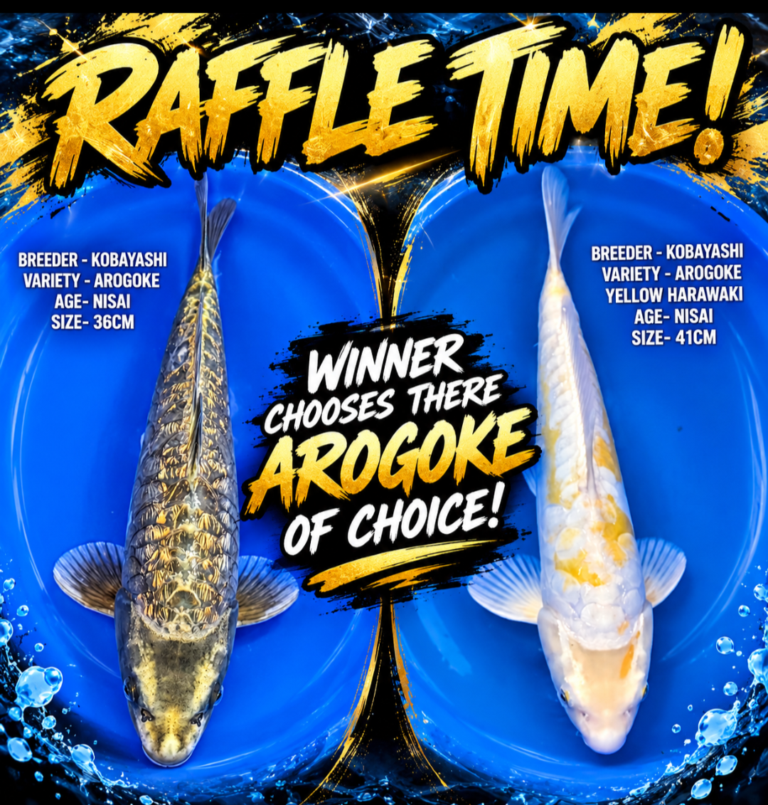 RAFFLE - SUPER AROGOKE TIME